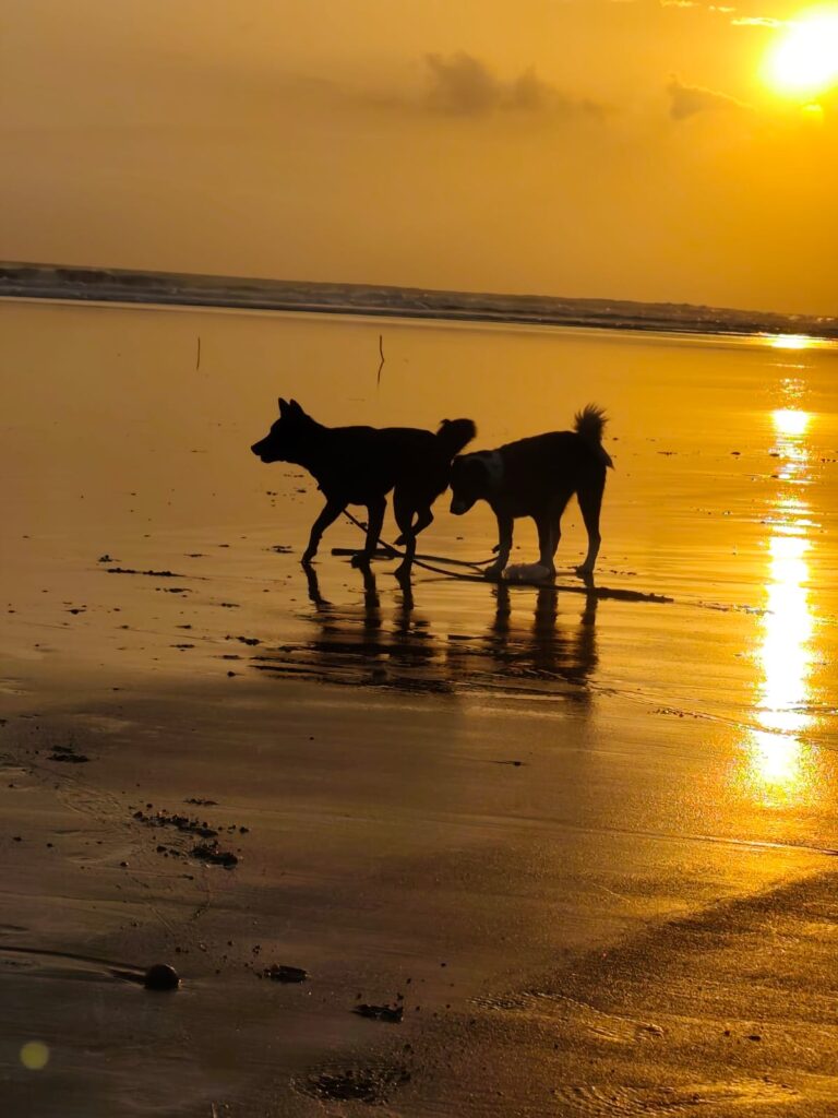 anjing-anjing saya sedang bermain di pantai bali