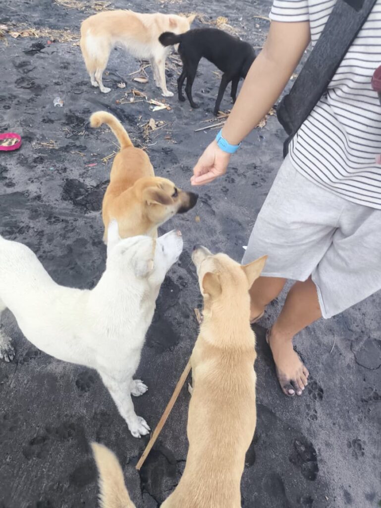 anak saya memberi makan anjing jalanan di pantai Bali
