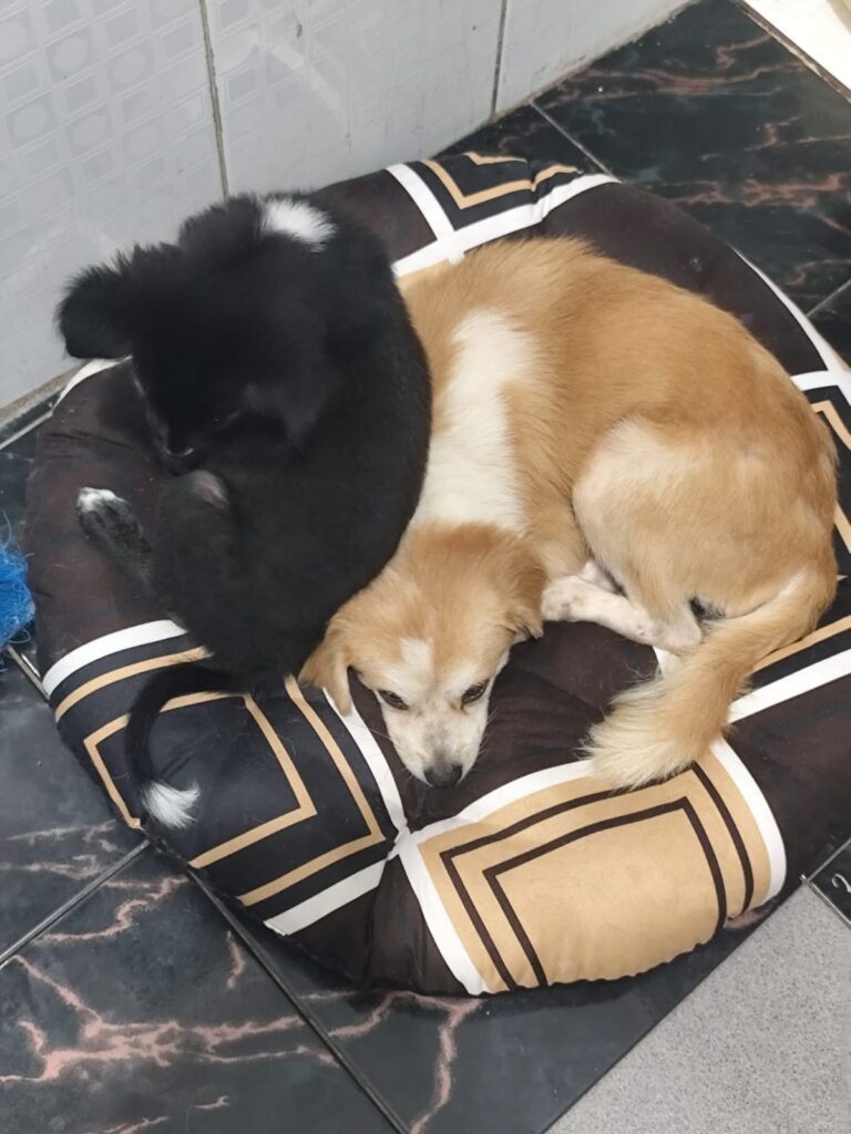 anjing kampung bali tidur dan aman di rumah