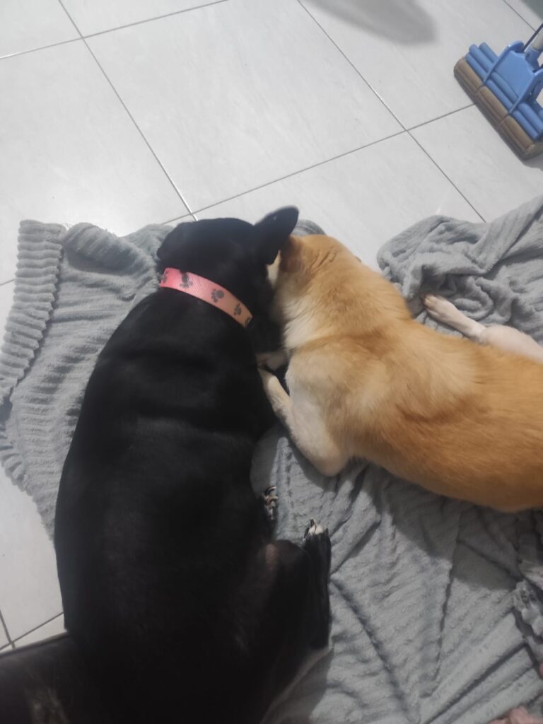 anjing kampung bali sedang bermain