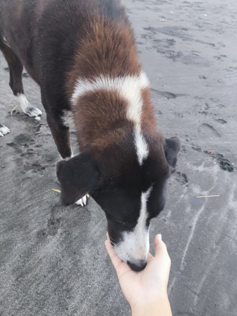 Anjing jalanan yang dirawat dari TVT pada anjing