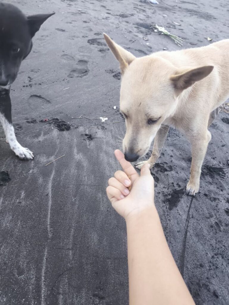 Anjing jalanan berisiko terkena TVT pada anjing