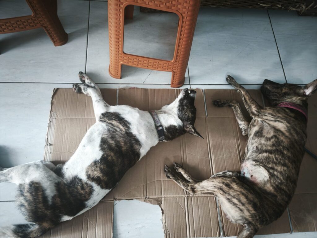 Kedua anjing telah disteril lewat sterilisasi anjing Bali AbyssPaws