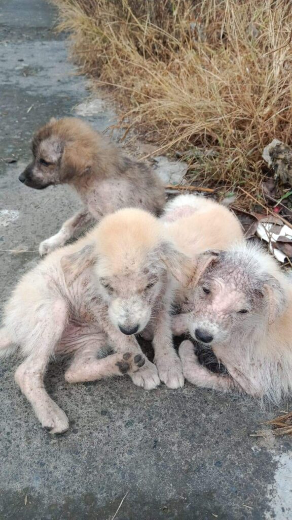 anjing jalanan yang dibuang waktu masih menyusui