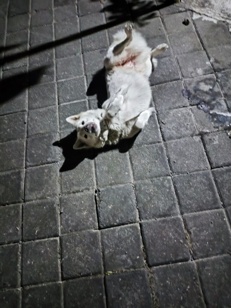 Anjing jalanan di Bali menunggu sterilisasi anjing