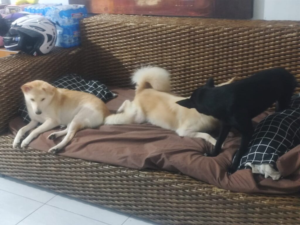 Anjing-anjing jalanan; Cheesy, Latte dan Black Forest, yang diselamatkan sedang beristirahat di rumah AbyssPaws di Bali