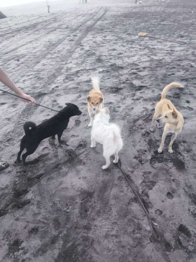Anjing adopsi kami, Cookie dan Sugar, bermain dengan anjing jalanan Indonesia di pantai Bali