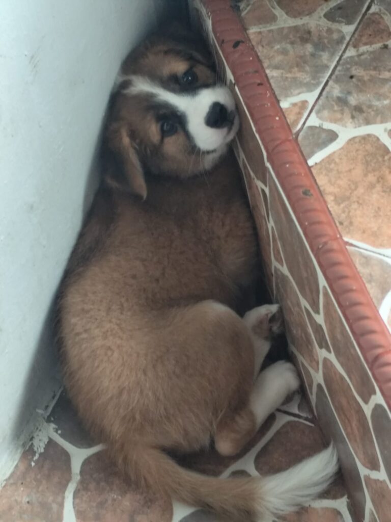 Caramel, anjing ke-13 dalam pack kami, meringkuk di sudut setelah kembali mencoba menghancurkan rumah