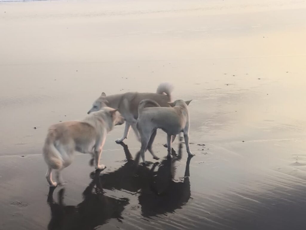 anjing jalanan Bali bermain dengan anjing rescue kami di pantai