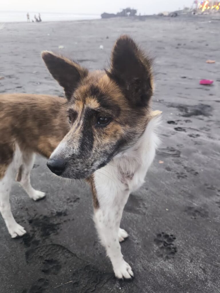 anjing jalanan Bali di pantai