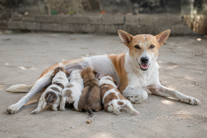 Anjing jalanan Bali menyusui di wilayah tanpa program sterilisasi