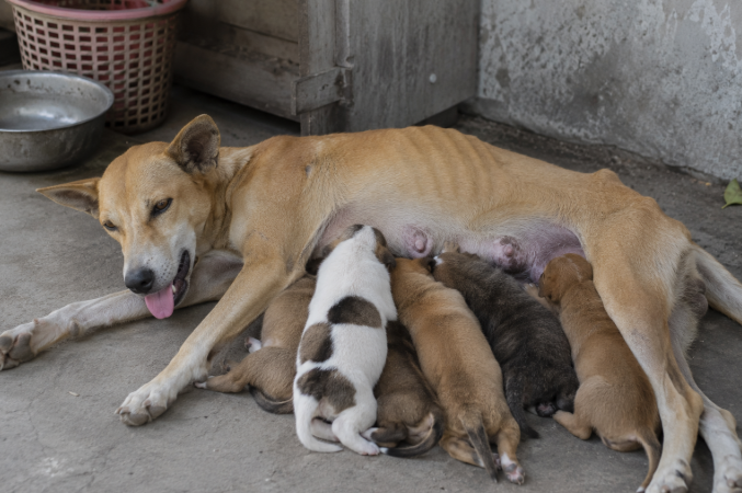 Anjing jalanan Bali menyusui anaknya sebelum sterilisasi