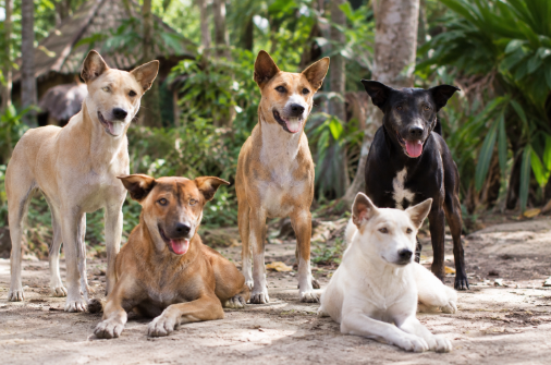 Anjing Warisan Bali