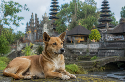 Anjing Warisan Bali