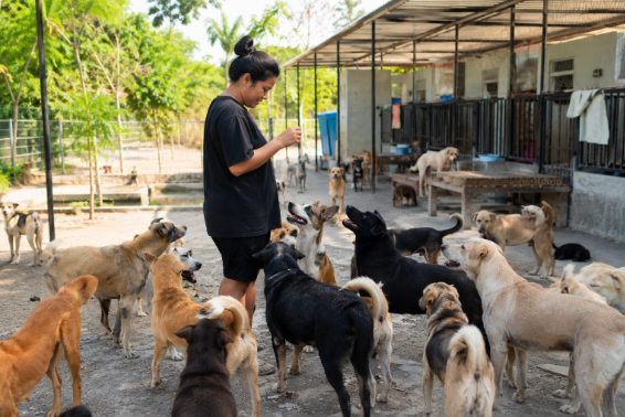 Anjing hasil penyelamatan di fasilitas penampungan swasta di Bali