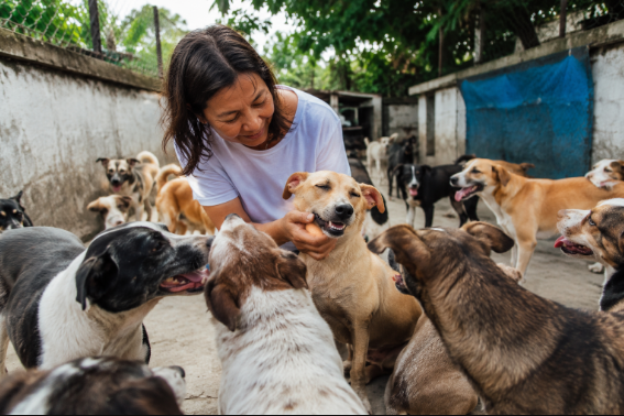 Anjing bebas berkeliaran ditangani saat kunjungan lapangan
