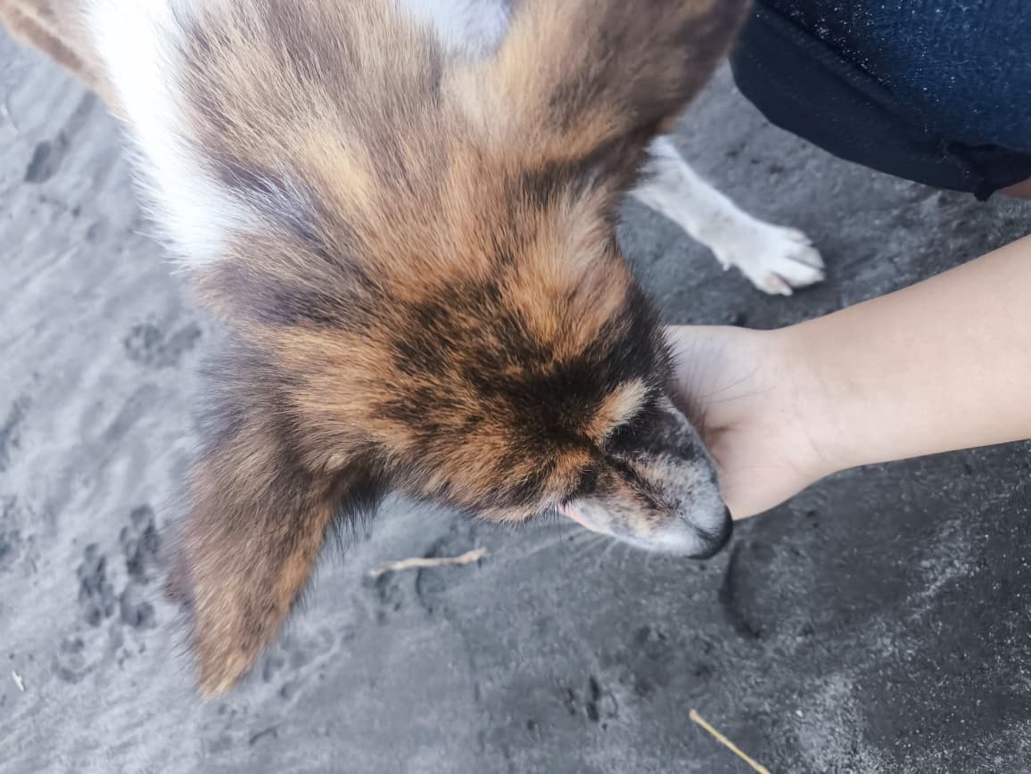 CNVR: 5 Alasan Kuat Metode Ini Ungguli Pemusnahan