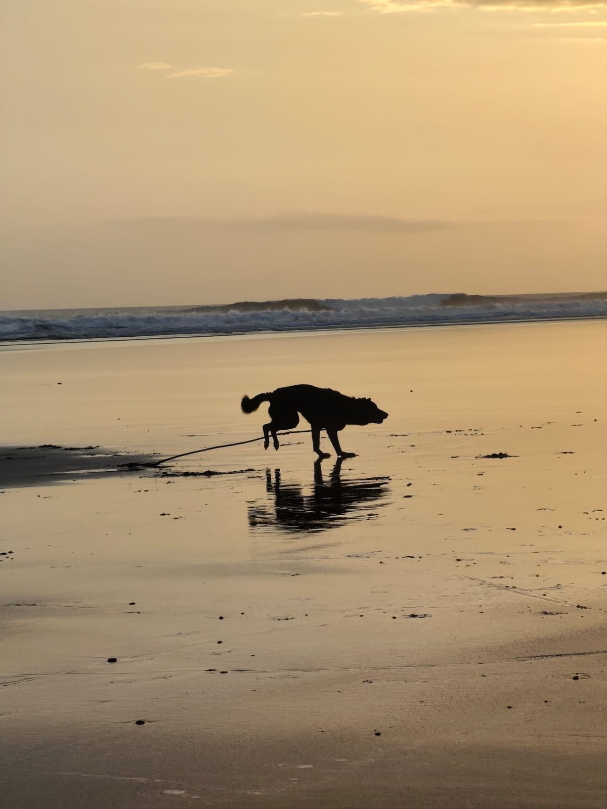 Anjing Termurah di Bali adalah Anjing Tertua di Bumi