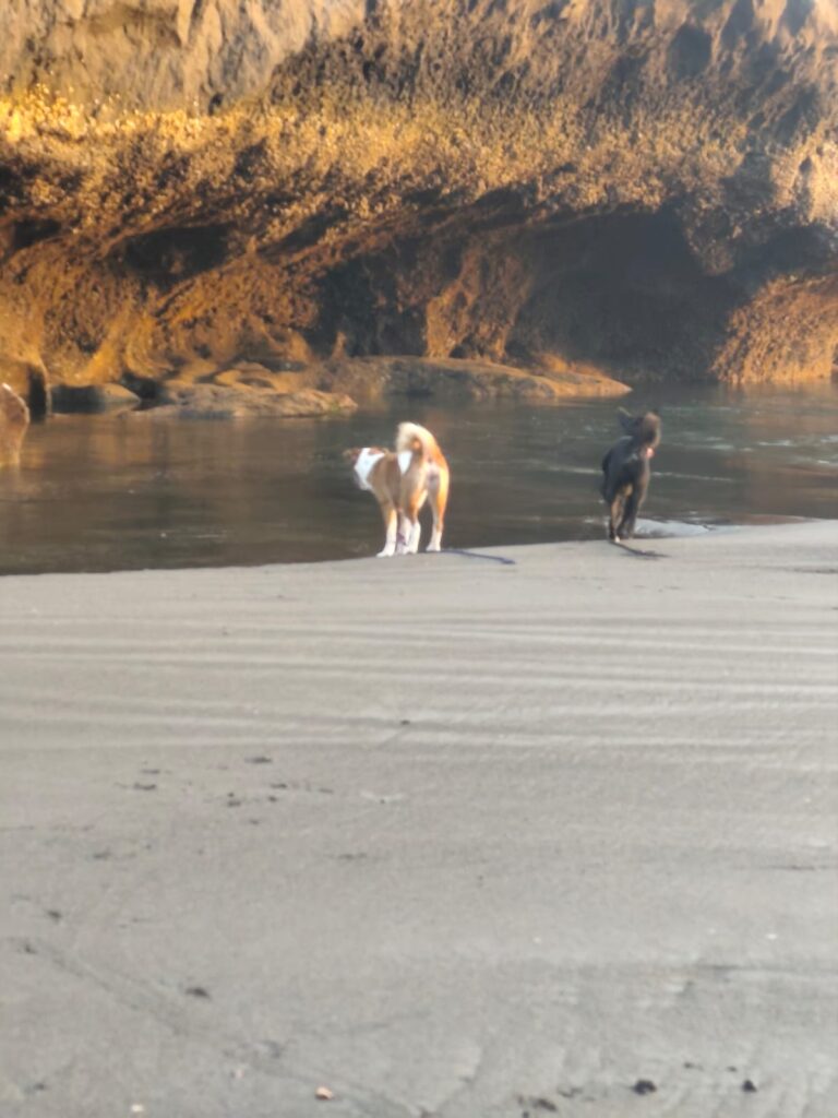 anjing kampung bali bermain di pantai