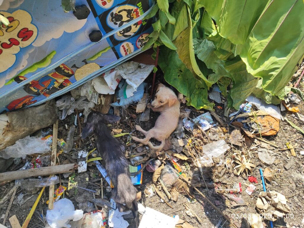 Anak-anak anjing terlantar, Coffee dan Tea Cup, ditemukan di tumpukan sampah di Bali sebelum diselamatkan