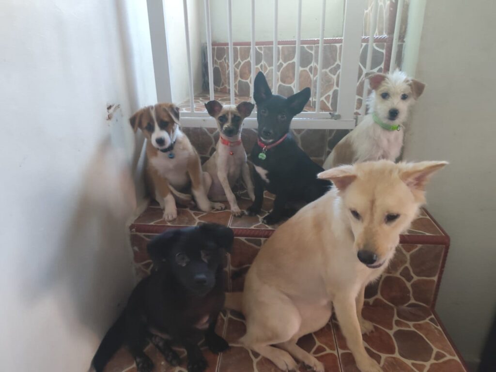 Sekelompok anjing jalanan dan adopsi  yang dirawat AbyssPaws di Bali