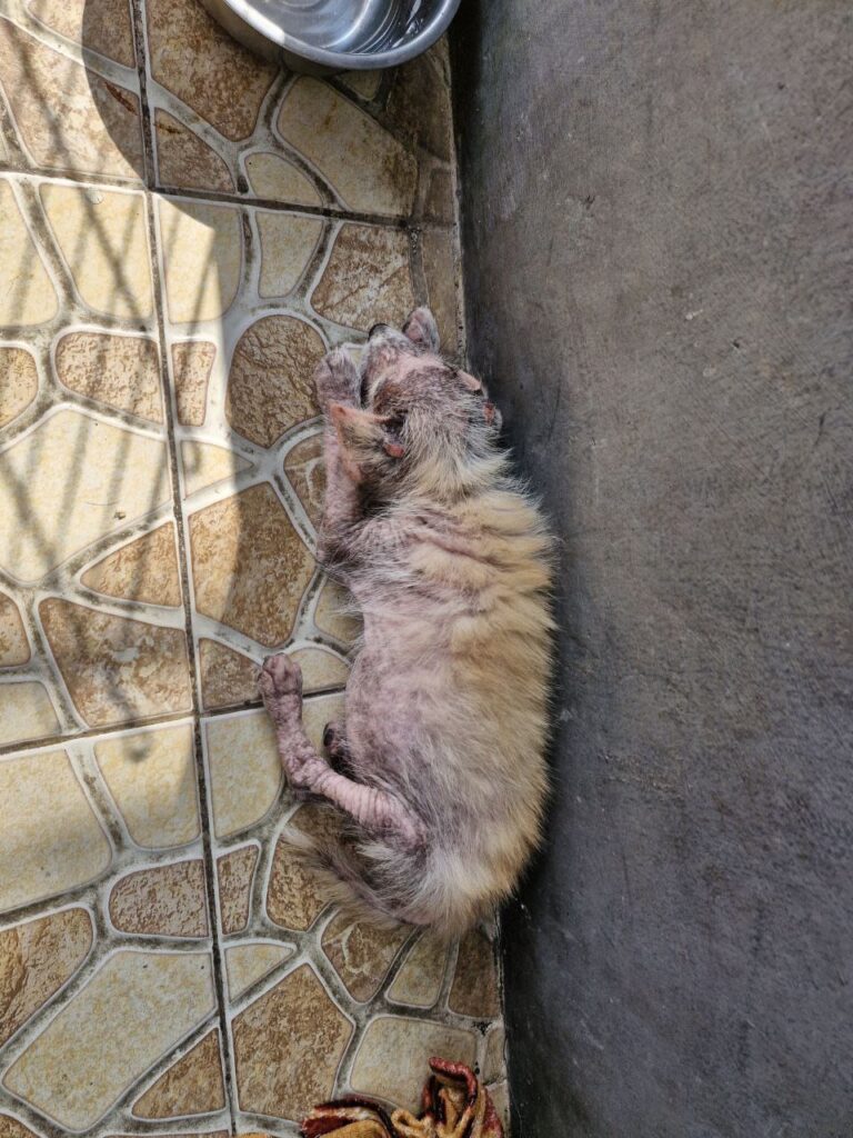 Anjing jalanan kurus dengan scabies, Latte, yang dirawat AbyssPaws di Bali