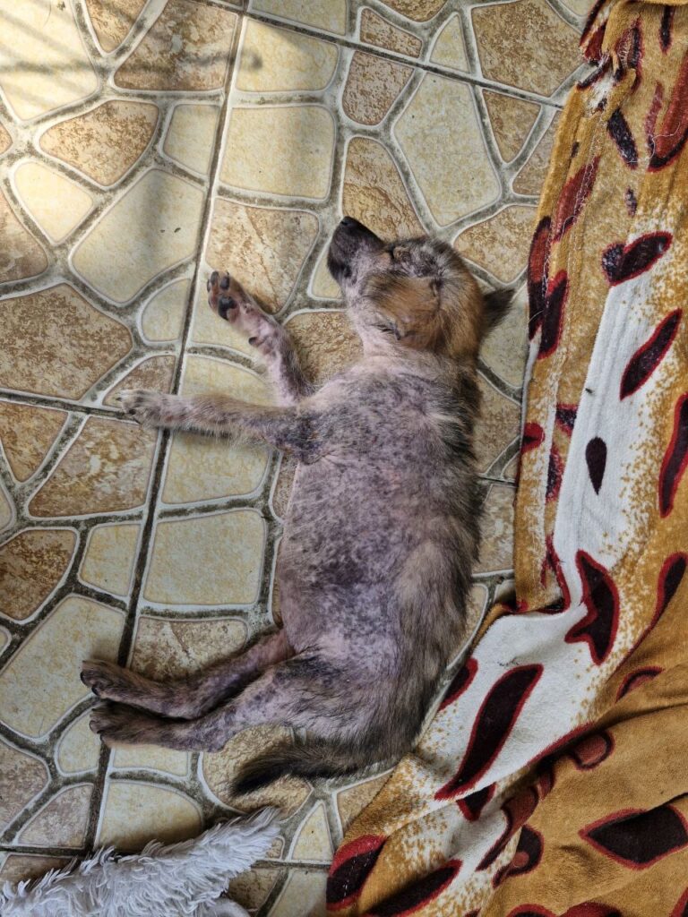 A street dog, Mocha, with severe mange rescued by us, AbyssPaws in Bali