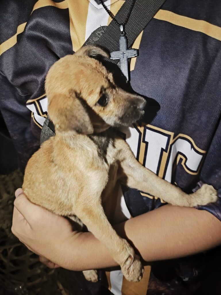 Anjing jalanan, Chocolate, yang diselamatkan digendong ke tempat aman oleh AbyssPaws di Bali