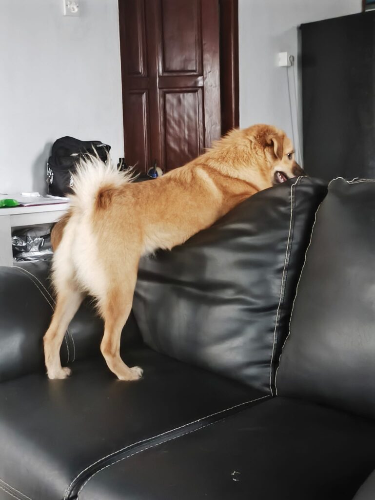 Mocha, anjing jalanan yang diselamatkan kini tinggal di dalam rumah di Bali