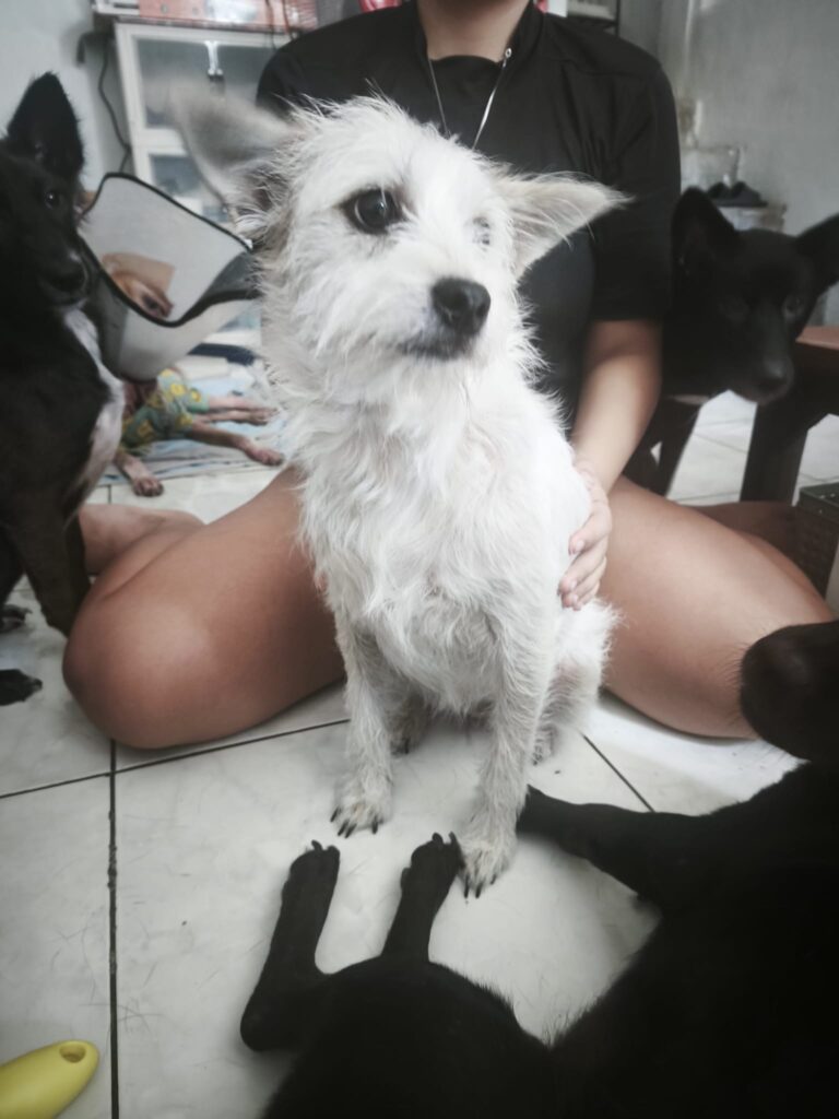 Sugar, anjing jalanan yang diselamatkan, digendong setelah menjalani pengobatan di Bali