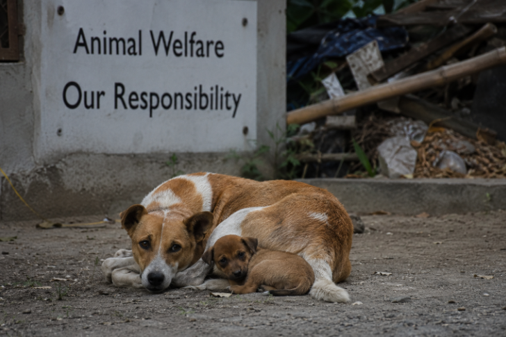 Anjing Jalanan Bali: Regulasi Mengamanatkan Perlindungan, Kenyataan Berbicara Sebaliknya