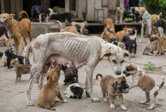 Humble Request: Please Prioritise Dogs’ Sterilisation
