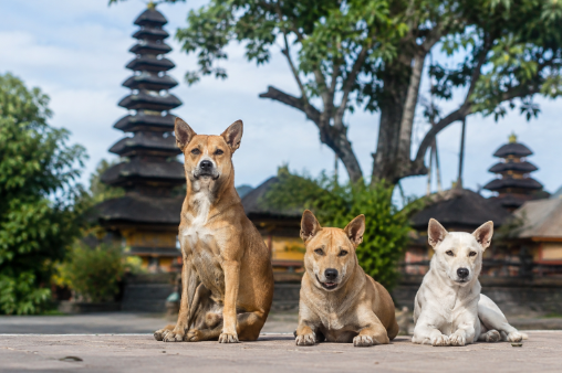 Anjing Warisan Bali