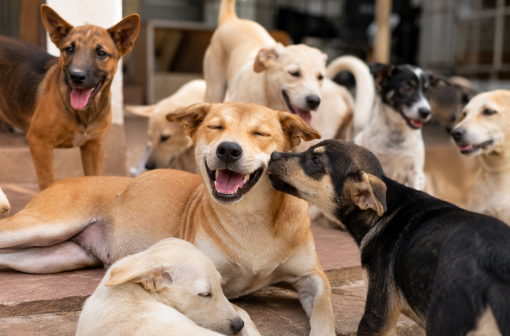 adopt a dog in Bali